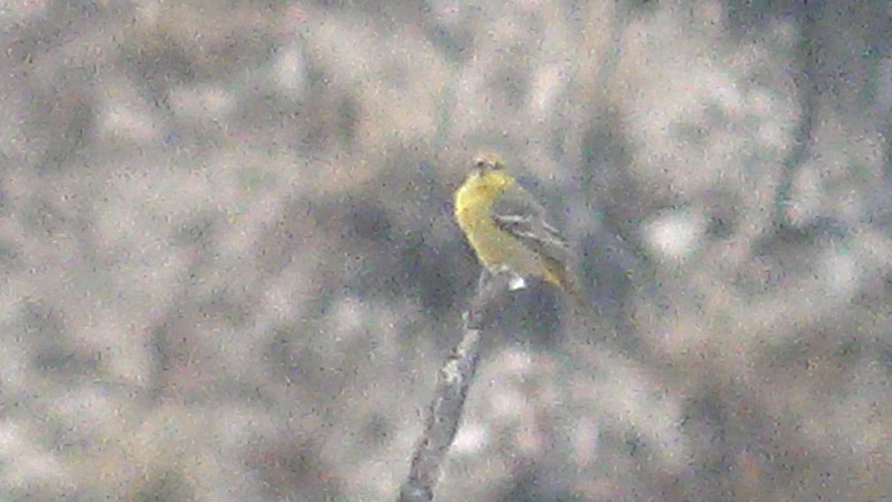Small yellow bird perched on a thin bare branch.