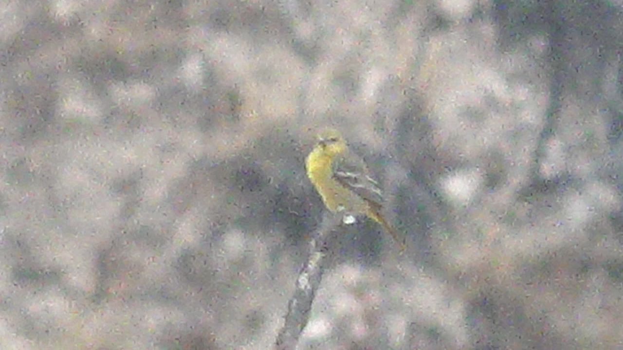 Yellow bird remains perched on the bare branch in Cabo Pulmo, Mexico, with its head angled differently and no visible people in the frame.
