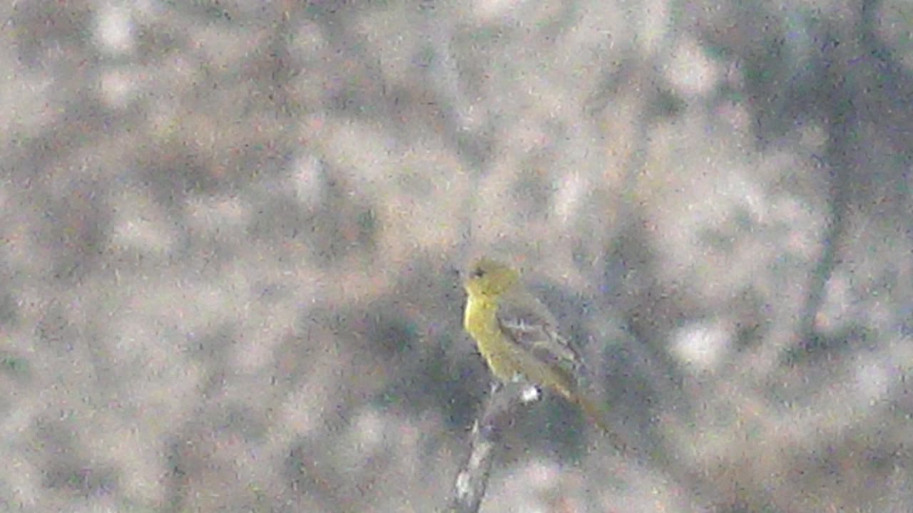 Small yellow bird perches on the same slanted branch in Cabo Pulmo, Mexico, with the body facing right and no visible people.