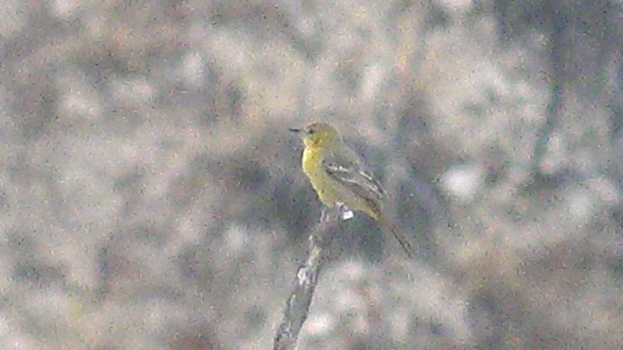 Yellow bird sits on a thin bare branch in Cabo Pulmo, Mexico, slightly lower in the composition, with a soft gray-brown background and no visible people.