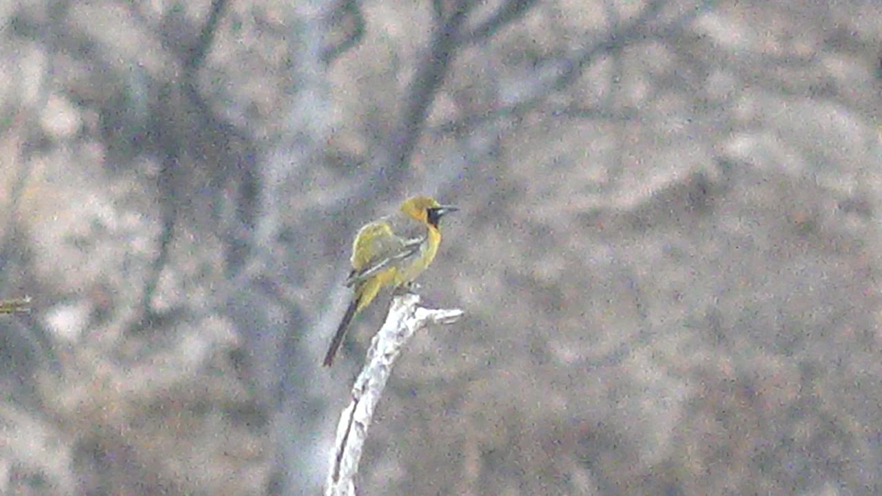 Small yellow bird perched upright on a pale branch in Cabo Pulmo, Baja California Sur, with blurred gray woodland behind it and no visible people.