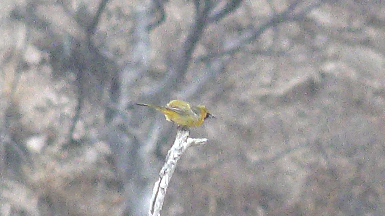 Yellow bird balanced on the branch tip in Cabo Pulmo, Baja California Sur, turning its head across the blurred tree background with no visible people.