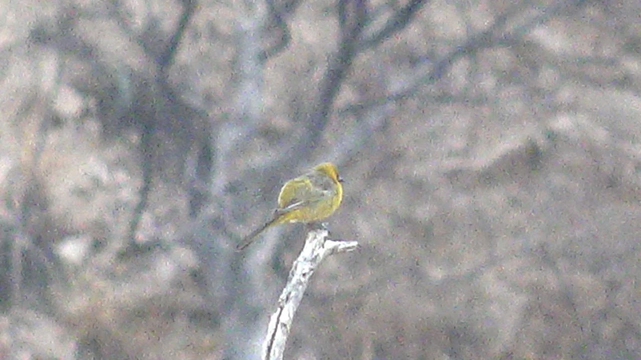 Small yellow bird perched near the end of a pale branch in Cabo Pulmo, Baja California Sur, with its tail lowered and no visible people.