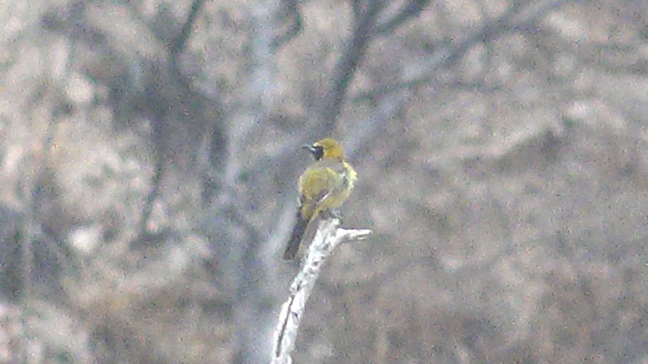 Small yellow bird perched on a pale bare branch.