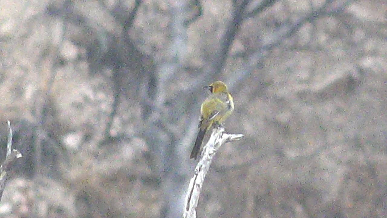 At 0:01, the yellow bird sits near the tip of the pale branch in Cabo Pulmo, facing left with its beak visible and no visible people in frame.