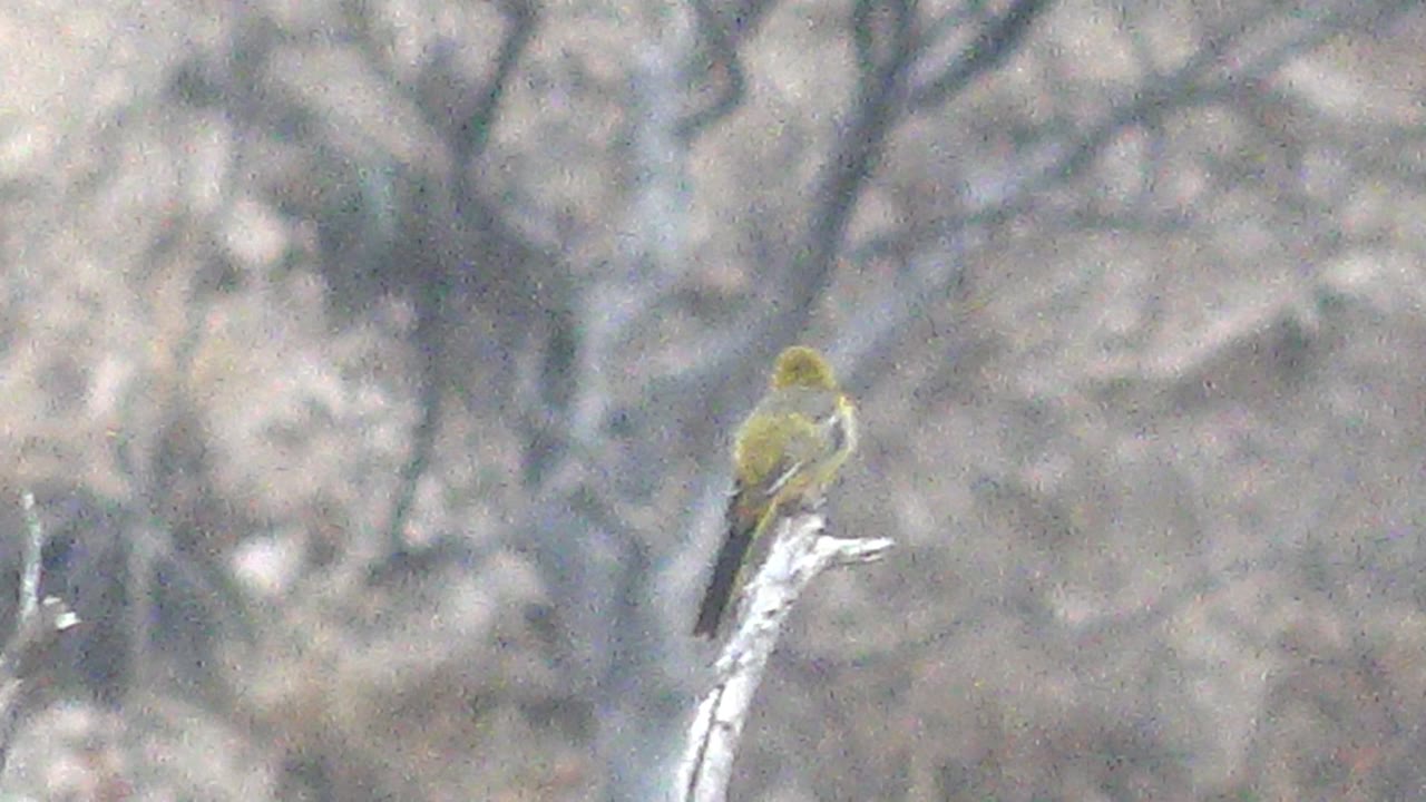 At 0:02, the bird remains perched on the same bare branch in Cabo Pulmo, with its body angled away and a soft tangle of leafless trees behind it, no visible people.
