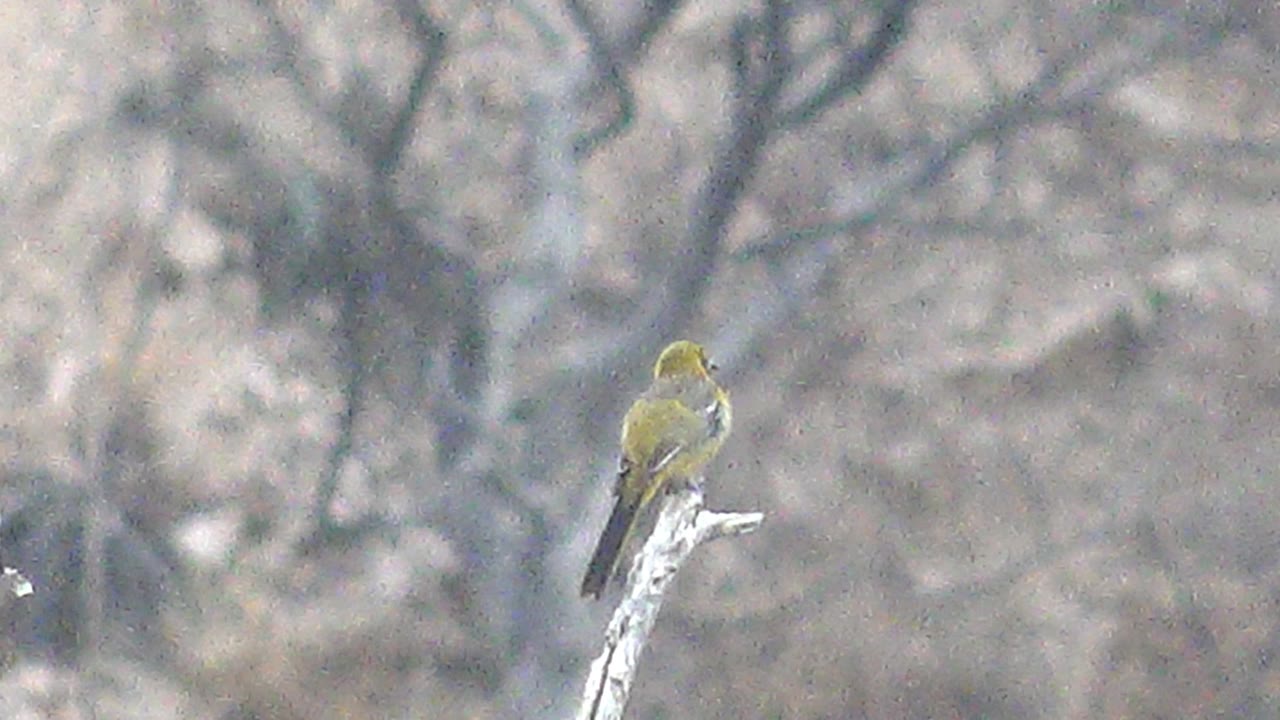 At 0:03, the bird is still on the pale branch in Cabo Pulmo, set against a gray-brown blur of leafless trees with no visible people.