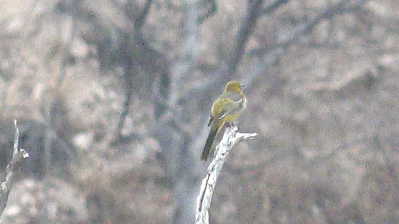 A small yellow bird perches on the tip of a pale bare branch in Cabo Pulmo, with blurred leafless trees behind it and no visible people.