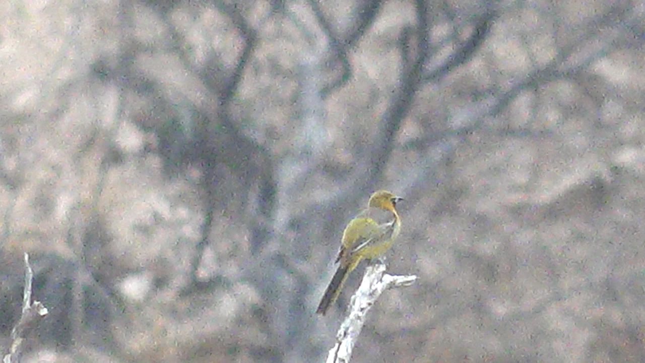 The yellow bird remains perched on the light-colored branch in Cabo Pulmo, facing slightly to one side with leafless trees blurred in the background and no visible people.