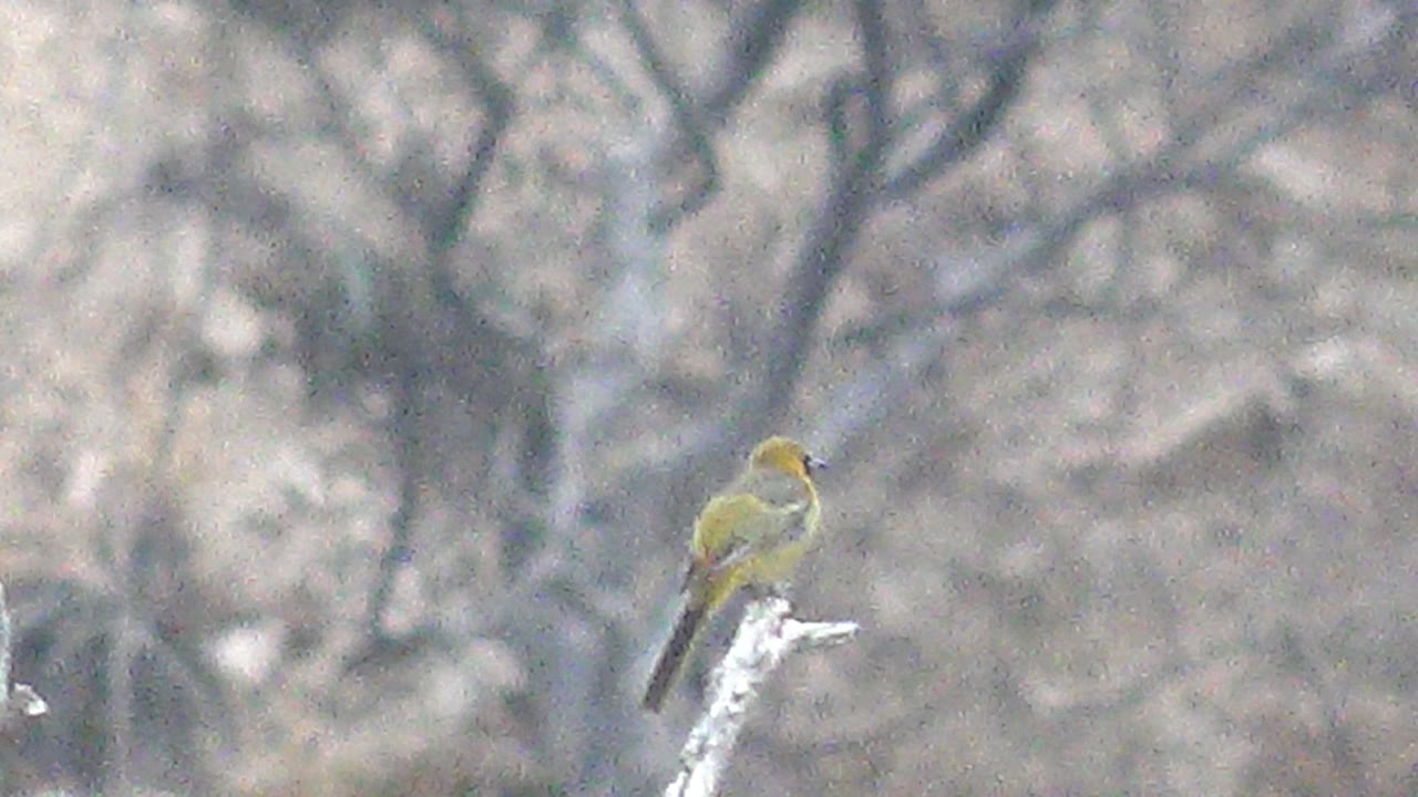 A small yellow bird sits upright on a bare branch in Cabo Pulmo, its darker tail visible against the muted, blurred tree background and no visible people.