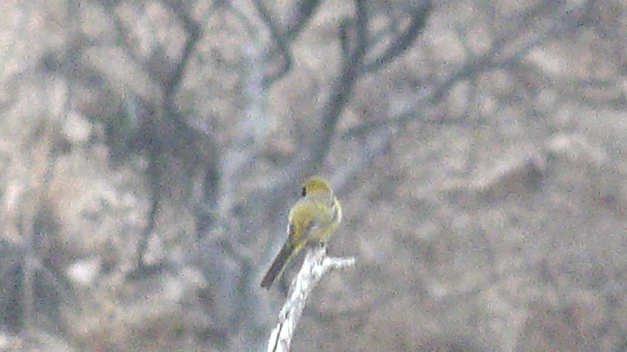 Yellow bird perched against blurred woodland