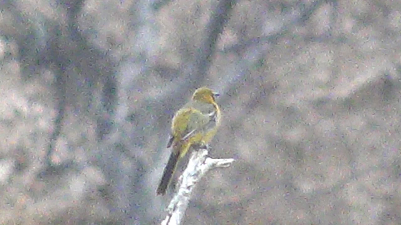 At 0:00, a yellow bird perches on a pale branch in Cabo Pulmo, Baja California Sur, with soft gray-brown trees behind it and no visible people.
