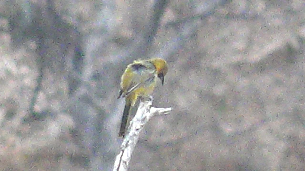 At 0:01, the yellow bird remains perched in Cabo Pulmo, Baja California Sur, with its head dipped toward the branch and no visible people.