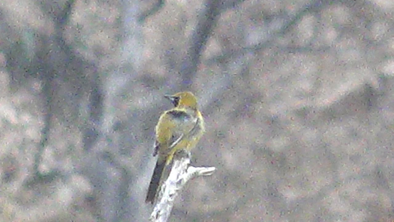 At 0:02, the yellow bird sits upright on the pale branch in Cabo Pulmo, Baja California Sur, with blurred vertical tree shapes behind it and no visible people.