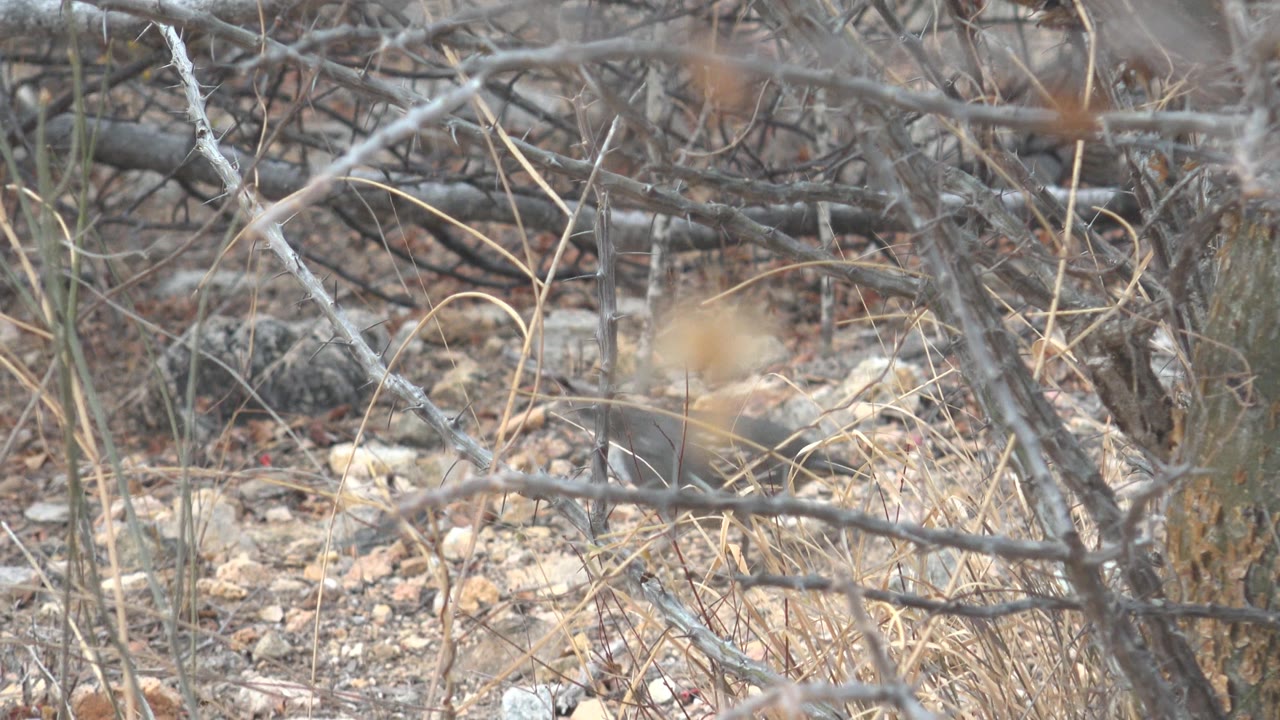 A quail is partly obscured by thorny foreground branches on dry rocky ground in Cabo Pulmo, Baja California Sur, with no visible people.