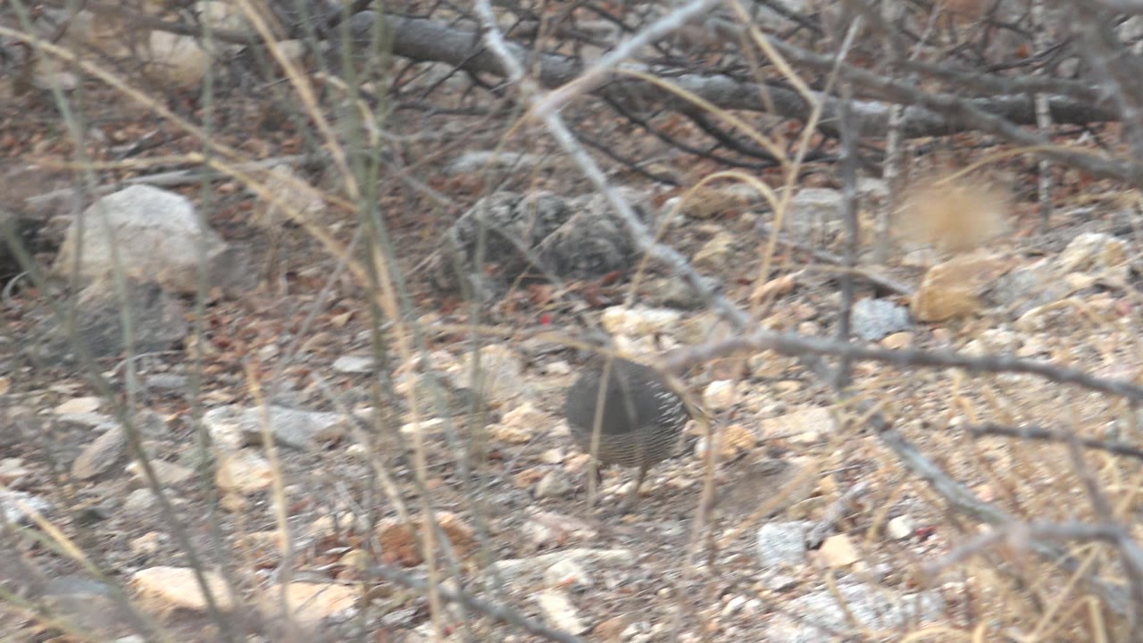 Quail moving across pale stones behind sparse brush.