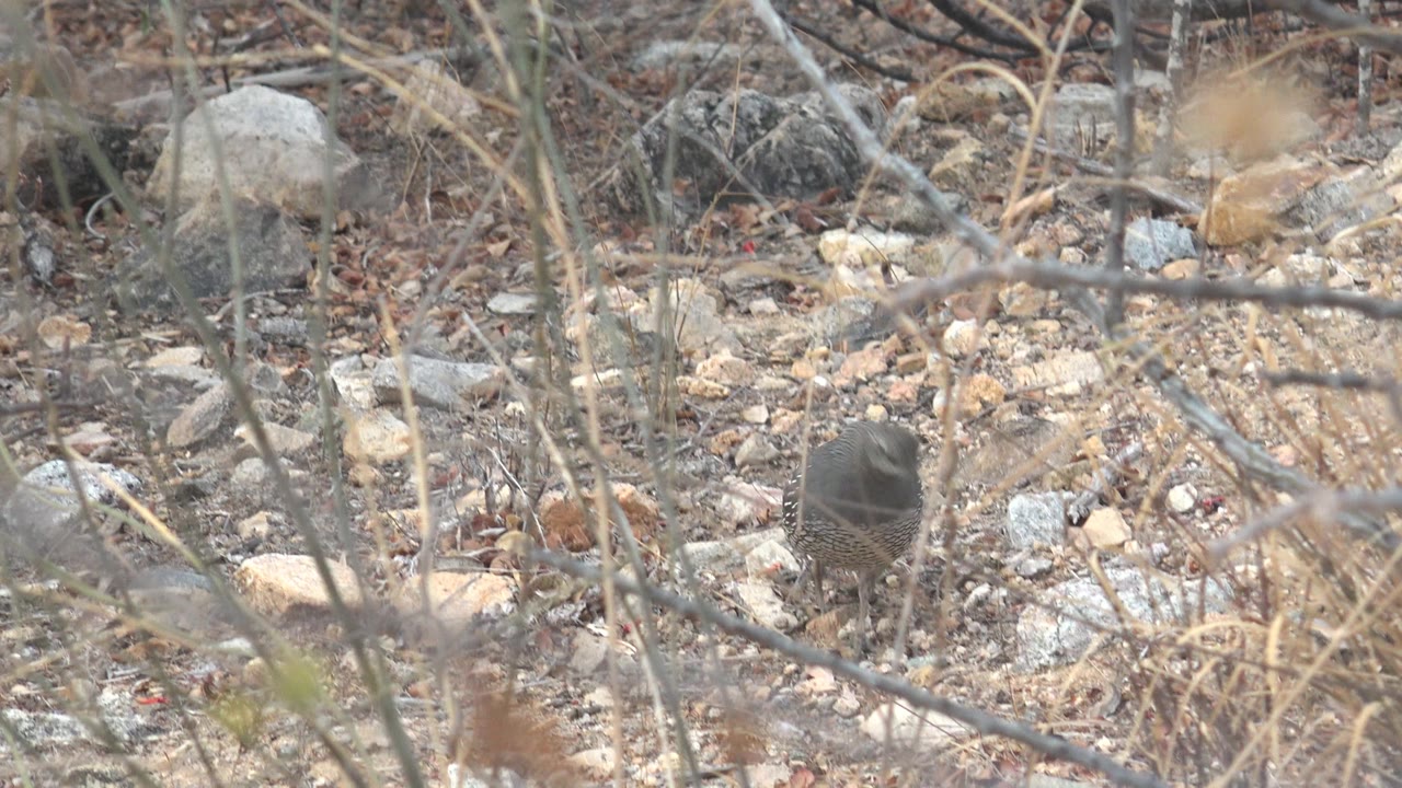 A small quail walks through scattered stones and dry scrub in Cabo Pulmo, Baja California Sur, with foreground twigs crossing the view and no visible people.