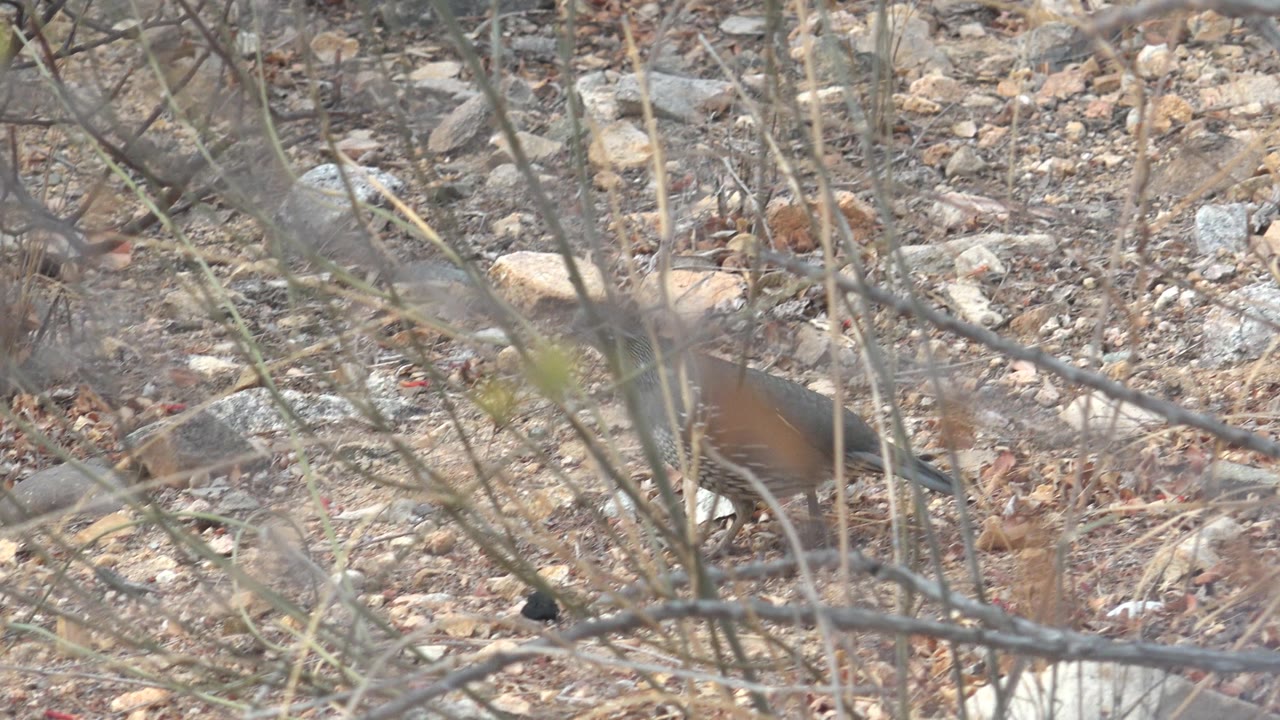 Quail partly visible behind dry branches on rocky ground