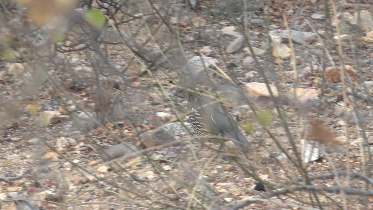 The quail continues across pale stones and dry leaf litter behind soft foreground twigs in Cabo Pulmo, Baja California Sur, Mexico, with no visible people.