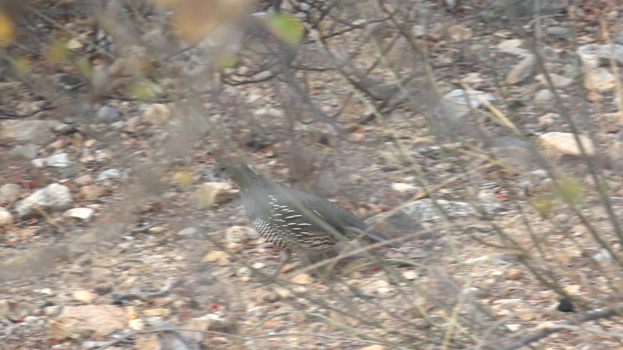 A clearer side view shows the quail walking through sparse gray-brown brush over rocky terrain in Cabo Pulmo, Baja California Sur, Mexico, with no visible people.