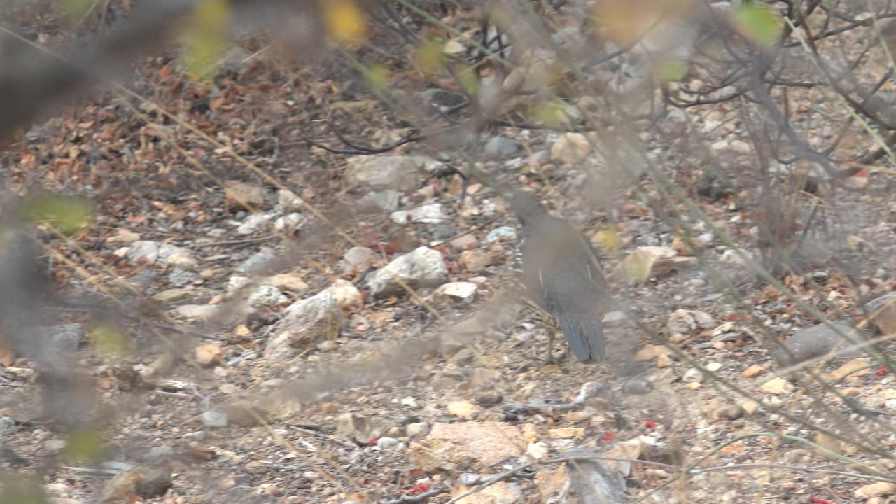 The quail is mostly masked by blurred foreground branches as it passes through dry scrub and stones in Cabo Pulmo, Baja California Sur, Mexico, with no visible people.