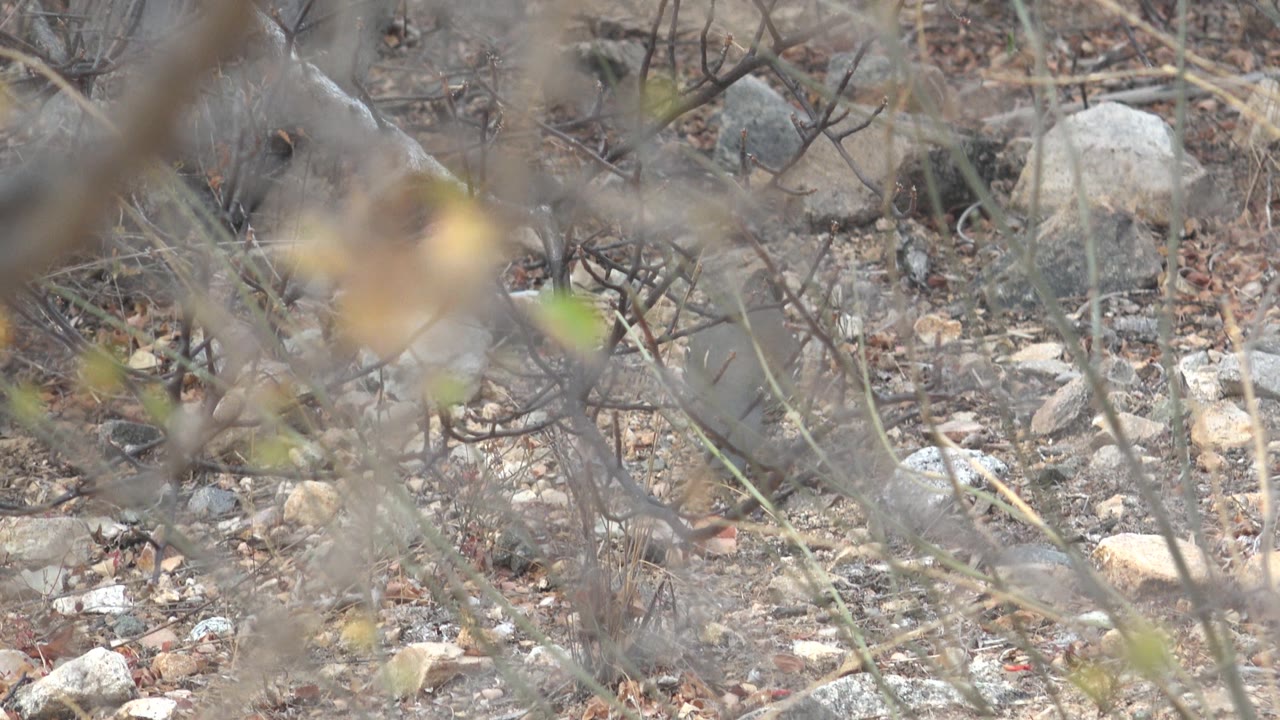 Quail partly hidden behind dry twigs and rocks