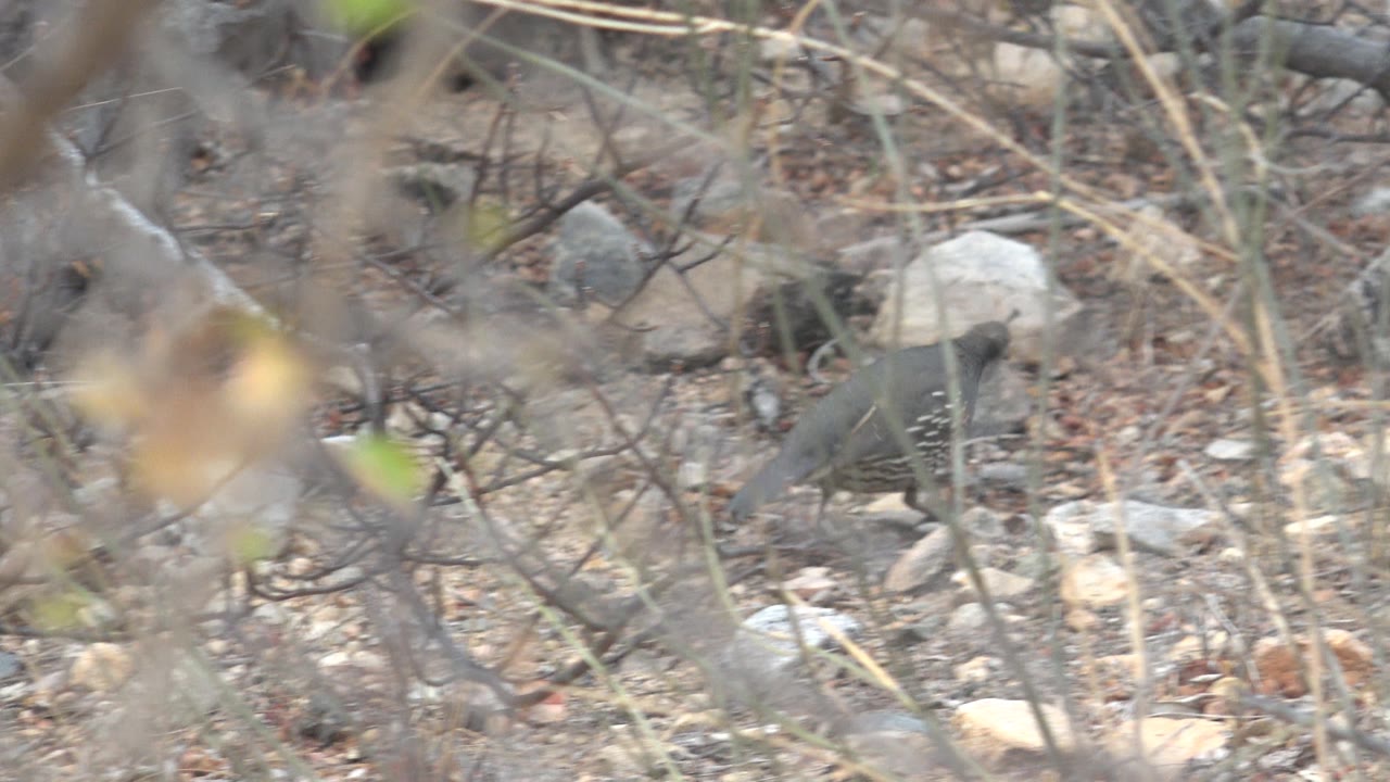 The quail remains partly covered by foreground branches as it moves through beige soil, leaf litter, and scattered stones in Cabo Pulmo, with no visible people.