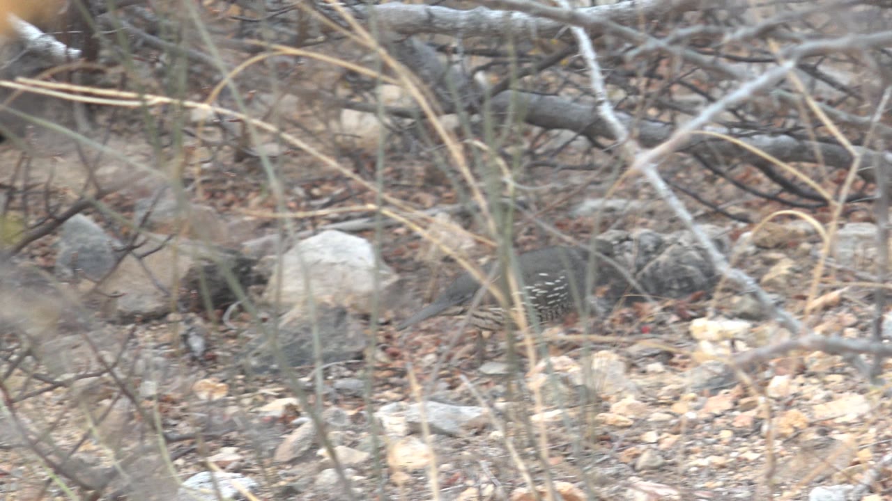 A small quail shape is visible behind thin dry stems, pale stones, and brown leaf litter in the Cabo Pulmo underbrush, with no visible people.