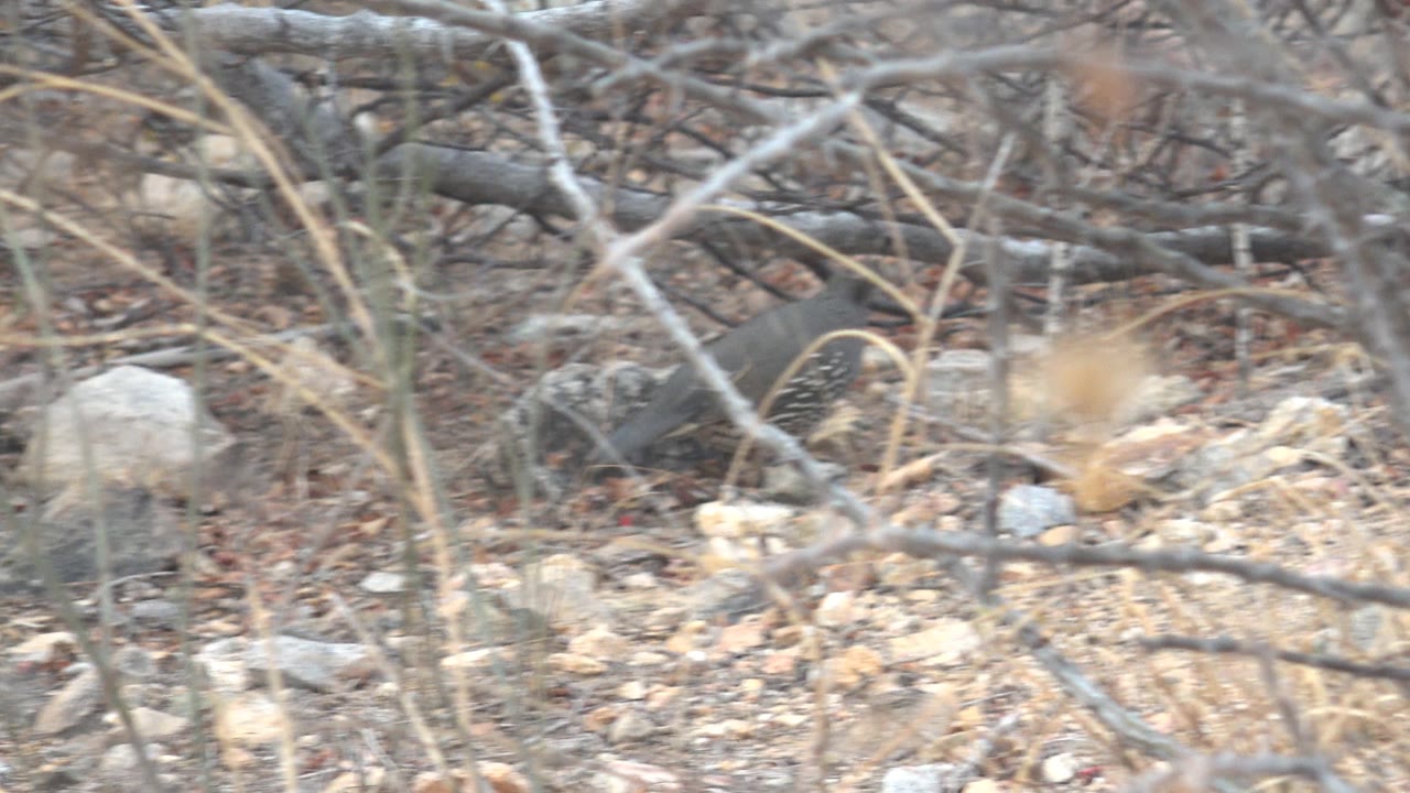 The quail is difficult to pick out as crossing branches, gray sticks, pale stones, and dry leaves fill the Cabo Pulmo frame, with no visible people.