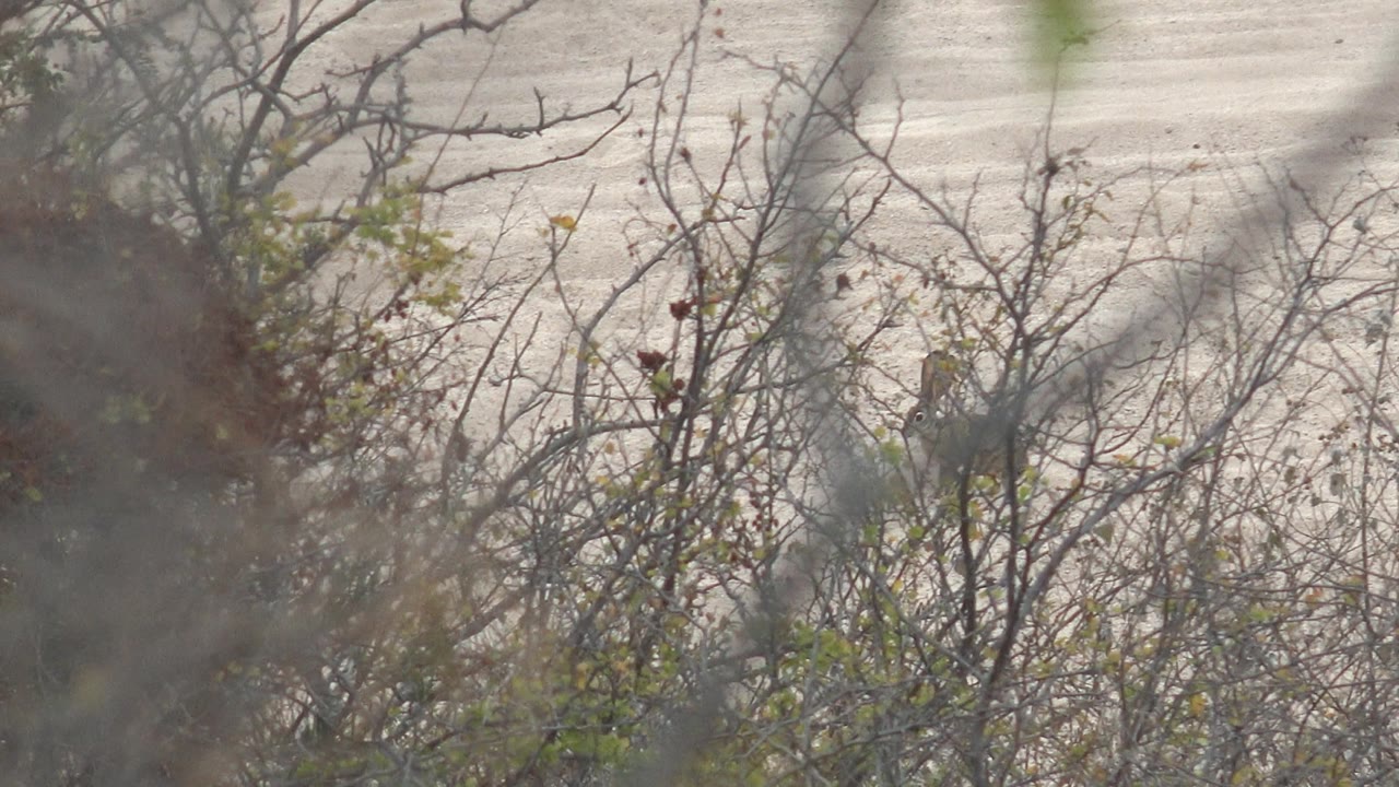 A small bird sits partly obscured by thin branches and sparse leaves in Cabo Pulmo, Baja California Sur, with a pale blurred background and no visible people.