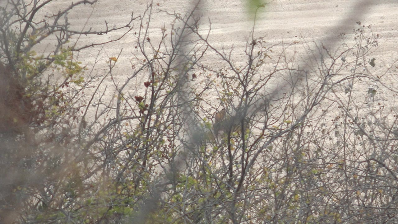 Bird lower in the branches with foreground twigs crossing the frame