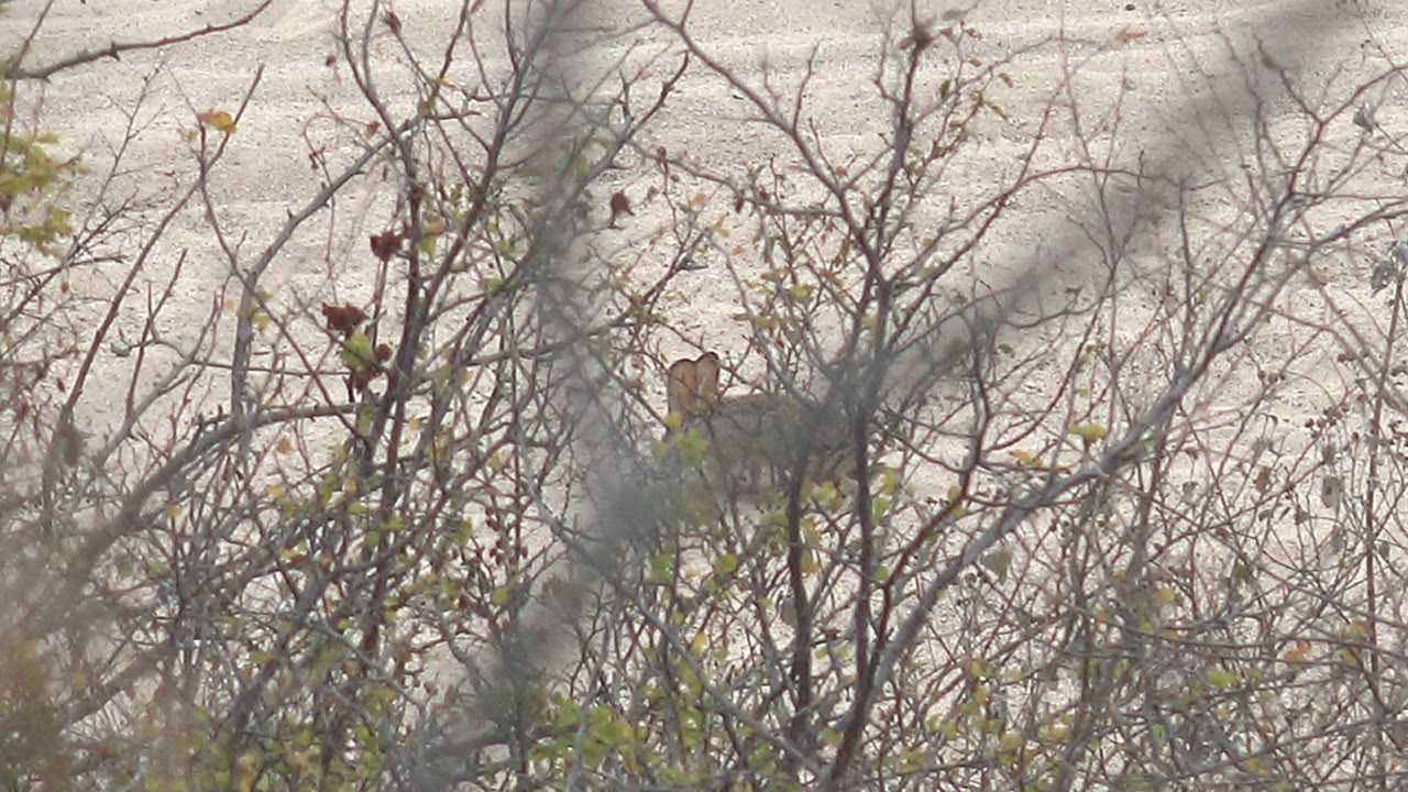 A small bird is centered within crisscrossing bare branches in Cabo Pulmo, with a few green leaves and a pale sandy background, and no visible people.