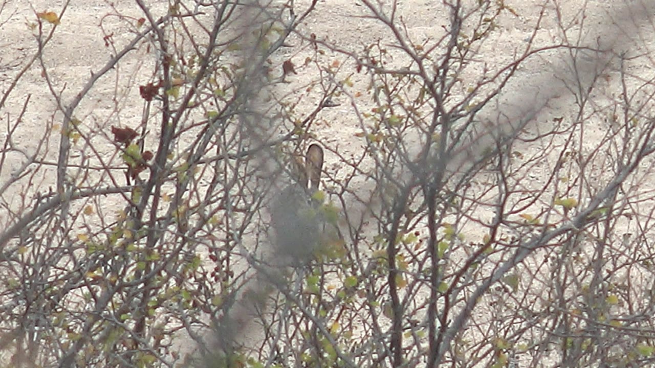 At 0:00 in Cabo Pulmo, Baja California Sur, a small pale bird sits partly obscured by thin twigs and sparse leaves, with no visible people.