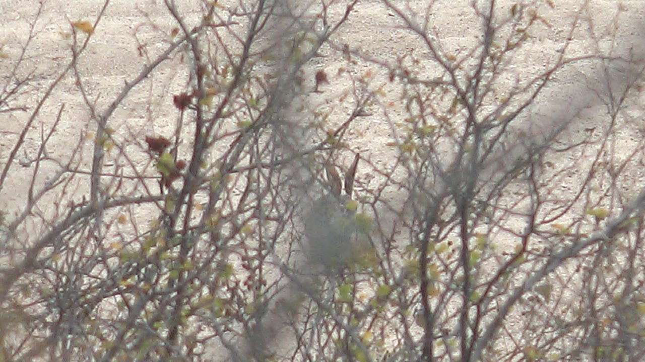 At 0:01 in Cabo Pulmo, Baja California Sur, foreground twigs soften the view while the small bird remains near center among sparse foliage, with no visible people.