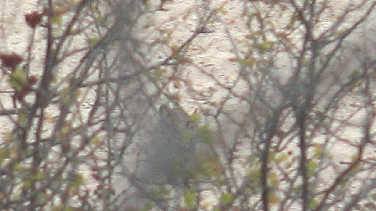At 0:02 in Cabo Pulmo, Baja California Sur, the small bird is visible through a denser cluster of branches toward the right side of the frame, with no visible people.