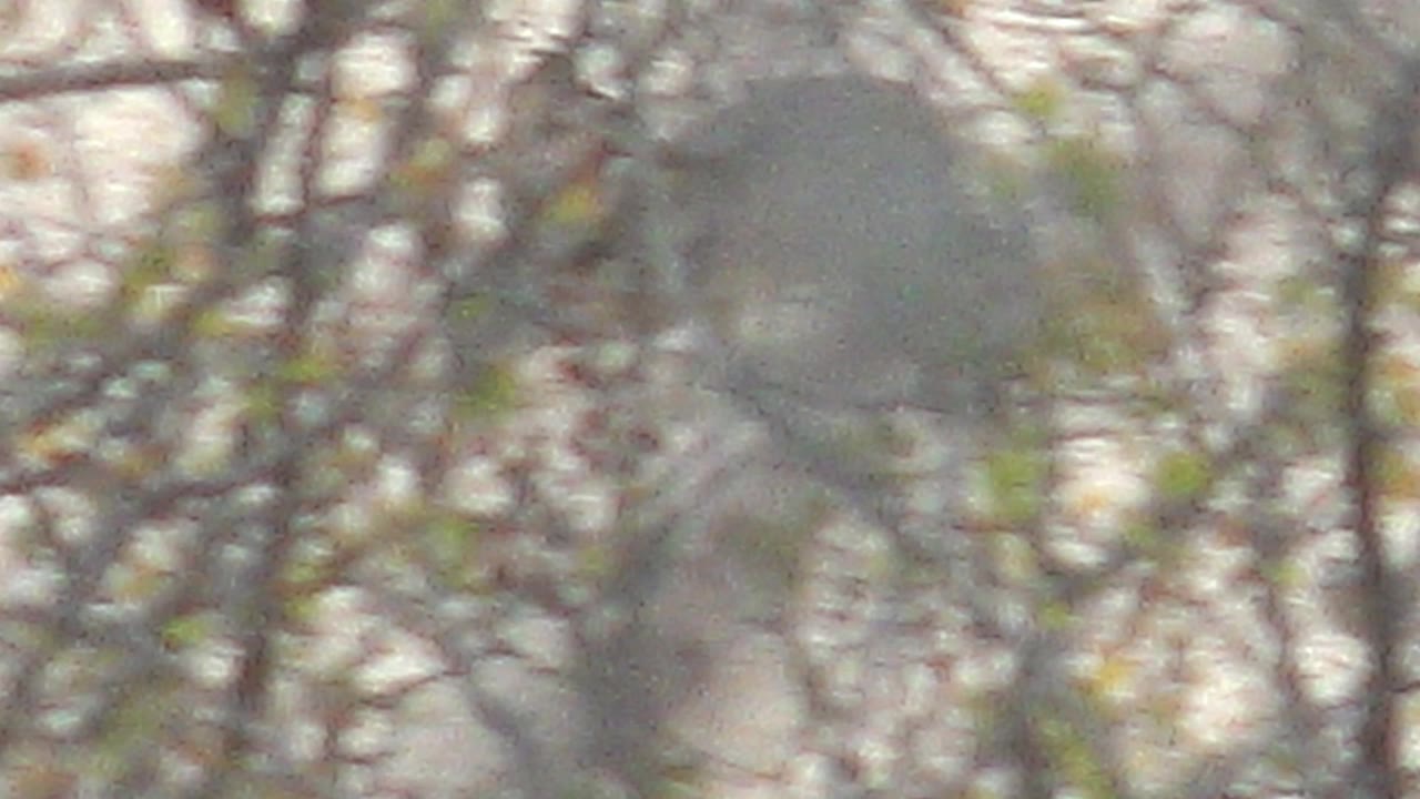 Soft, blurred branches and pale sky with the bird barely visible behind foliage.