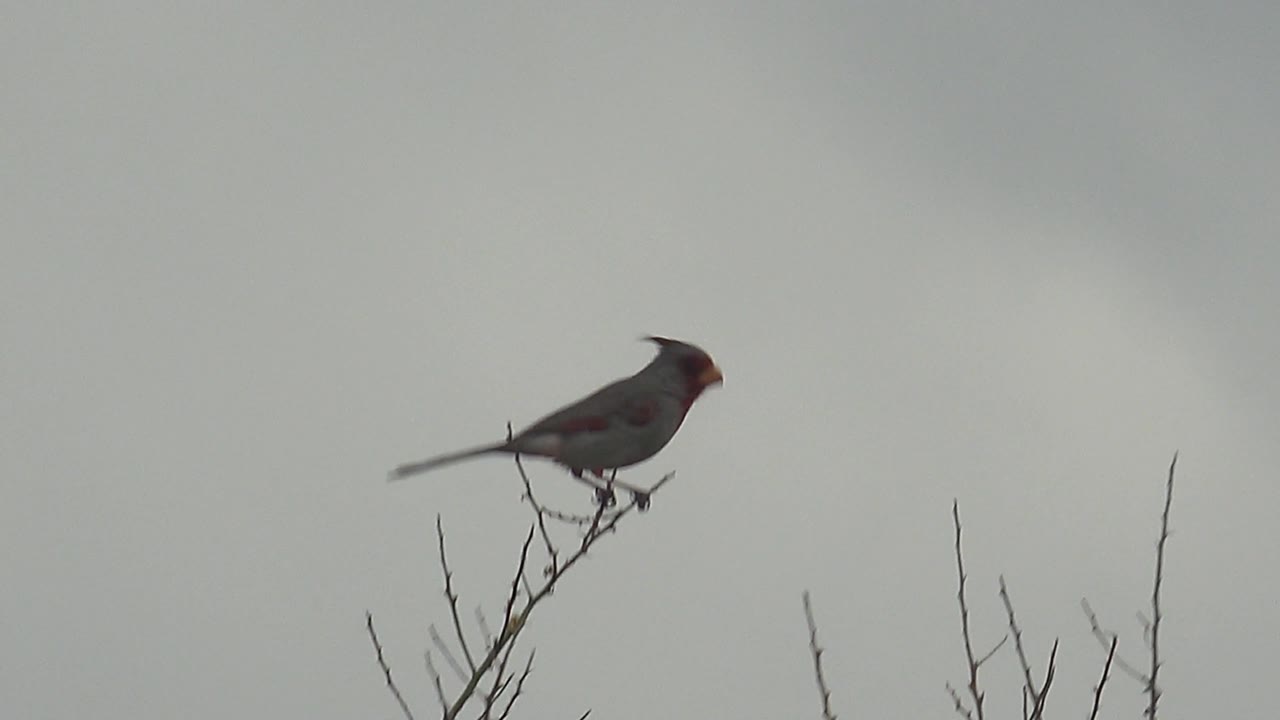 A cardinal sits near the tip of a bare branch in Cabo Pulmo, Baja California Sur, with its body angled left against a gray overcast sky and no visible people.