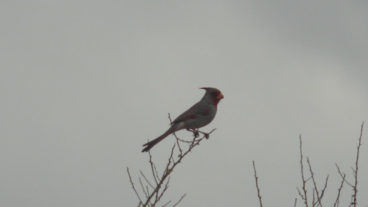 The cardinal remains perched in Cabo Pulmo, Baja California Sur, more upright on the branch with its head turned to the side and no visible people.