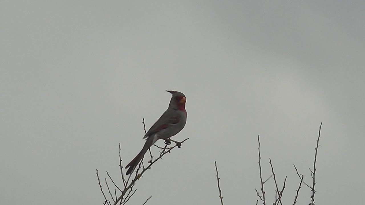 A cardinal perches high on sparse twigs in Cabo Pulmo, Baja California Sur, with its long tail angled down and no visible people in the gray-sky frame.