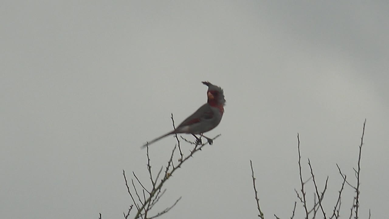 Cardinal on bare twigs with head tilted upward.