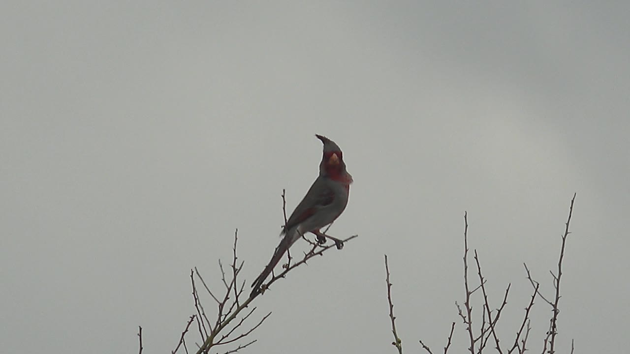 Red-crested bird perched on thin bare branches under a gray sky.