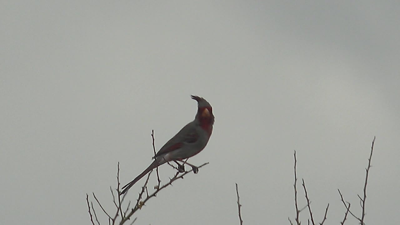 The bird remains perched on the branch in Cabo Pulmo, Mexico, with its red head angled upward and no visible people in the open gray background.