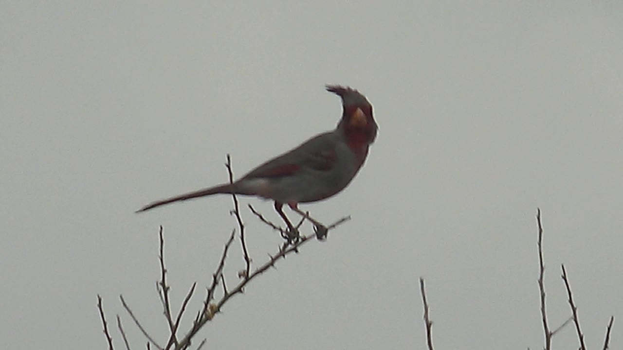 A closer view catches the red-crested bird in Cabo Pulmo, Mexico, with its beak open on the bare branch and no visible people.