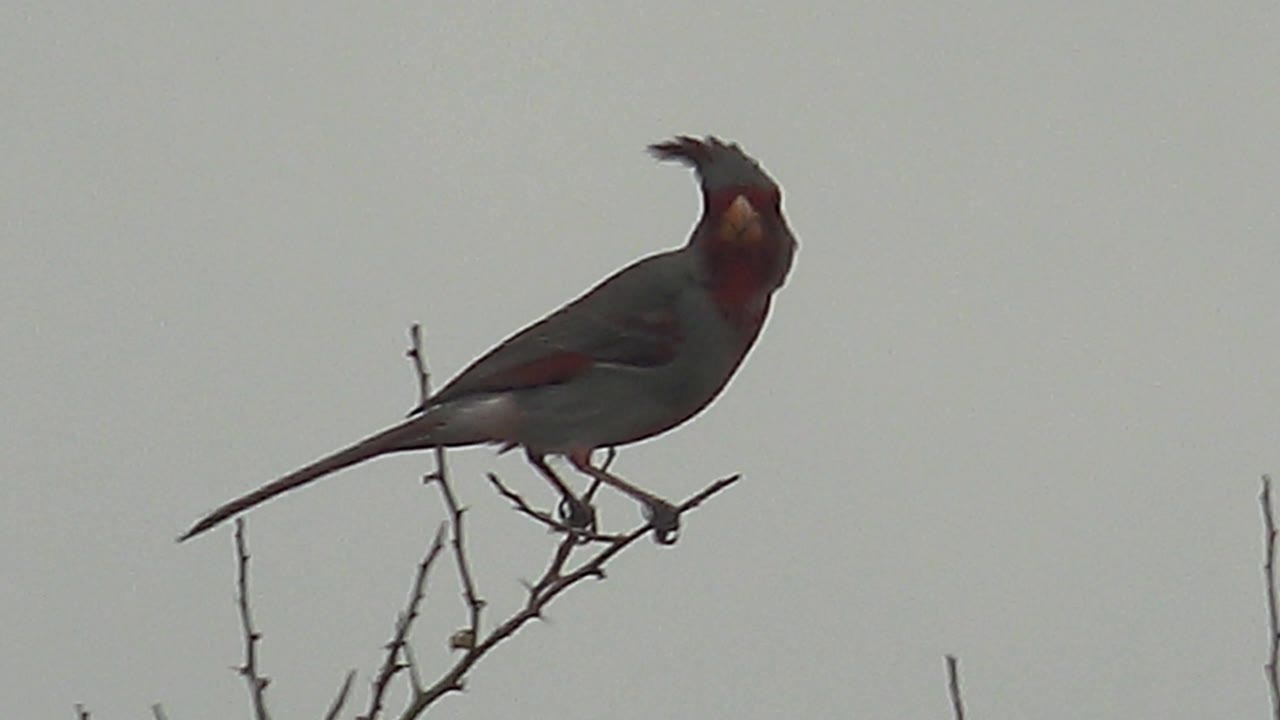 The red-crested bird fills more of the frame in Cabo Pulmo, Mexico, perched on a bare twig with its long tail extending left and no visible people.