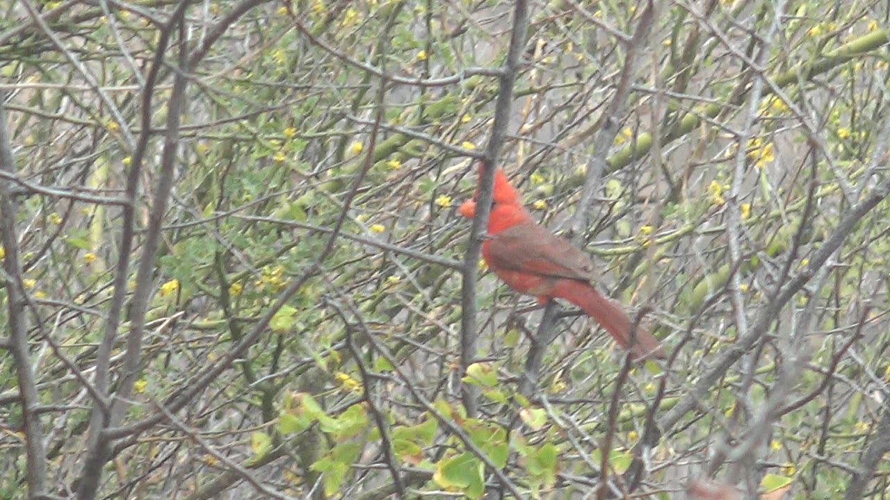 Red cardinal perched among thin branches and yellow flowers