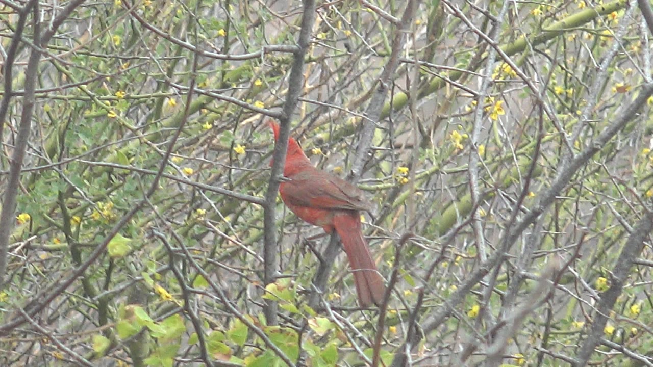 Red cardinal turned partly away on a branch amid tangled gray limbs, green foliage, and yellow flowers in Cabo Pulmo, Mexico, with no visible people.