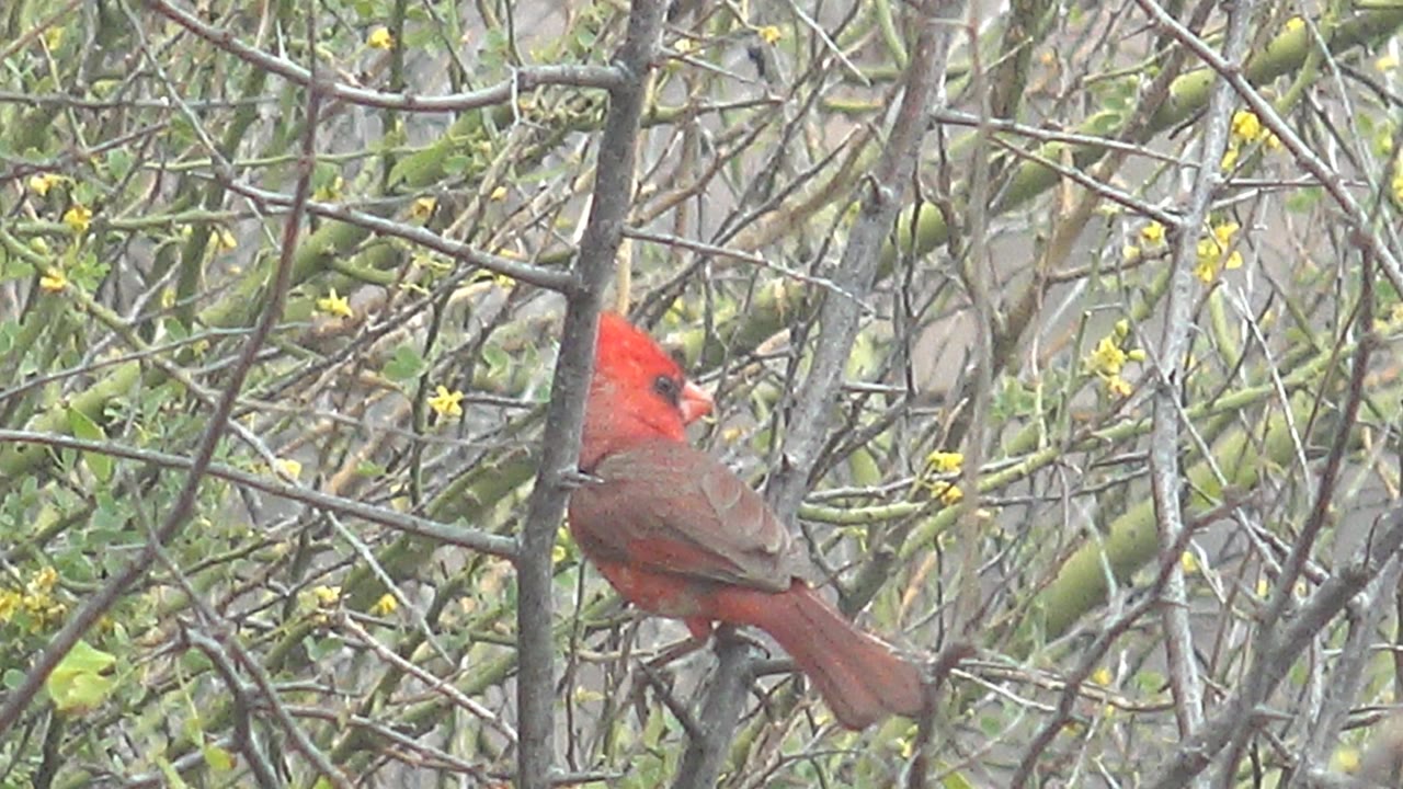 Red cardinal close to a vertical branch, showing red head and brown-red body against dense twigs and small yellow flowers in Cabo Pulmo, Mexico, with no visible people.