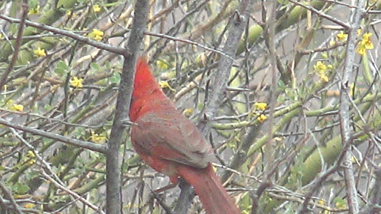 Closer lower-frame view of the red cardinal perched among gray branches and muted green leaves in Cabo Pulmo, Mexico, with no visible people.