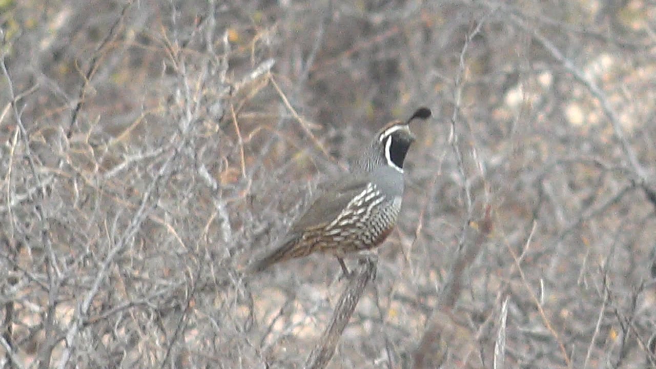 Quail standing among dry gray brush