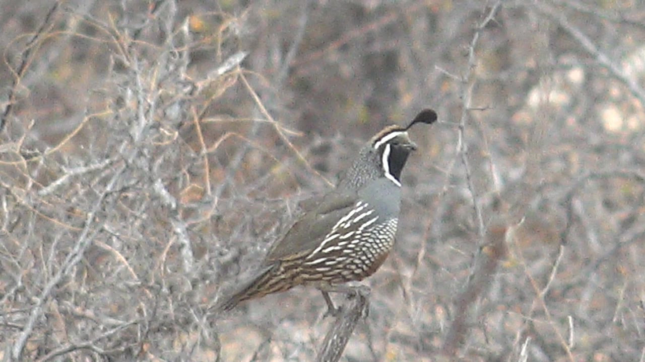 The quail remains perched in dry Cabo Pulmo brush, its head angled slightly upward and its striped side feathers visible, with no visible people.